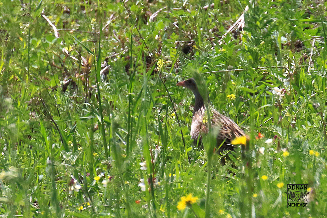 Corn Crake